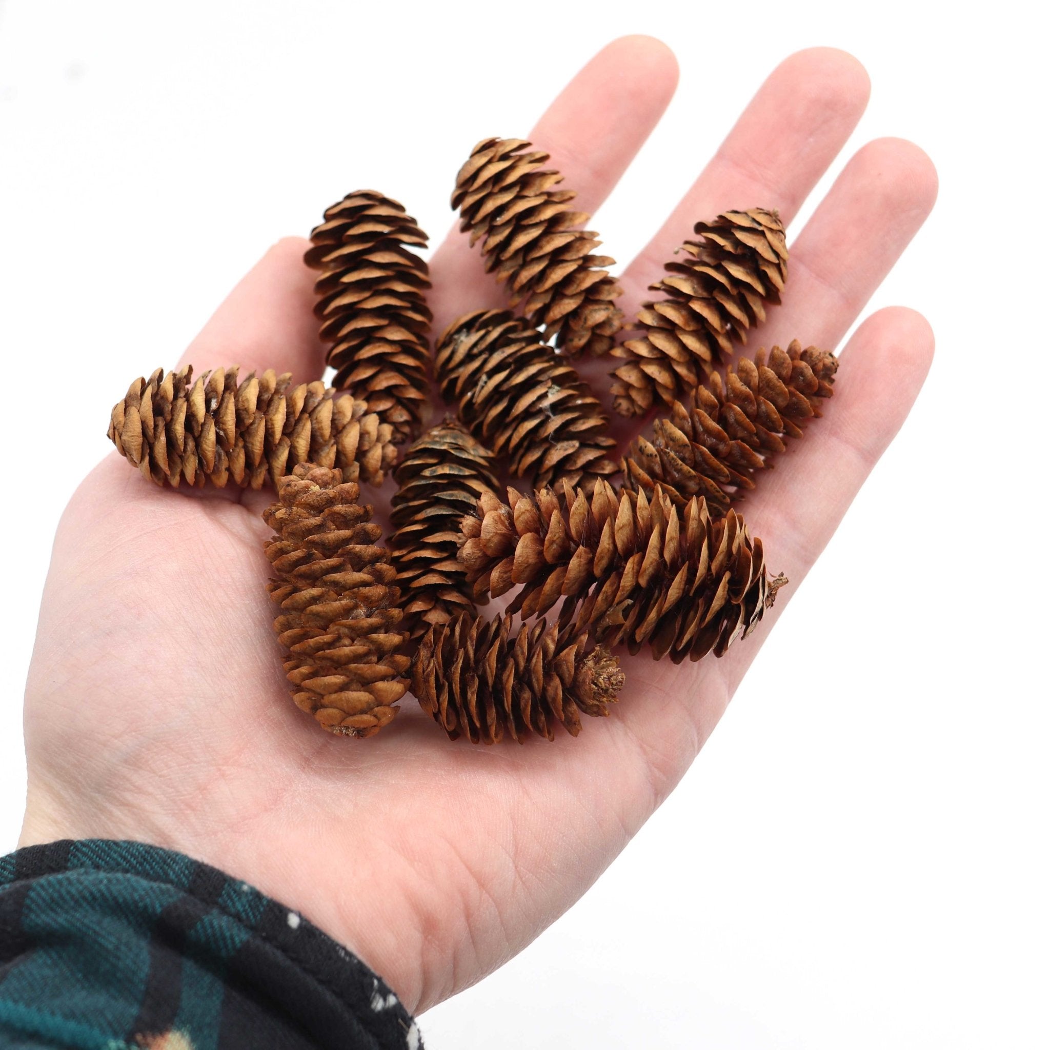 Natural Pine Cones Small