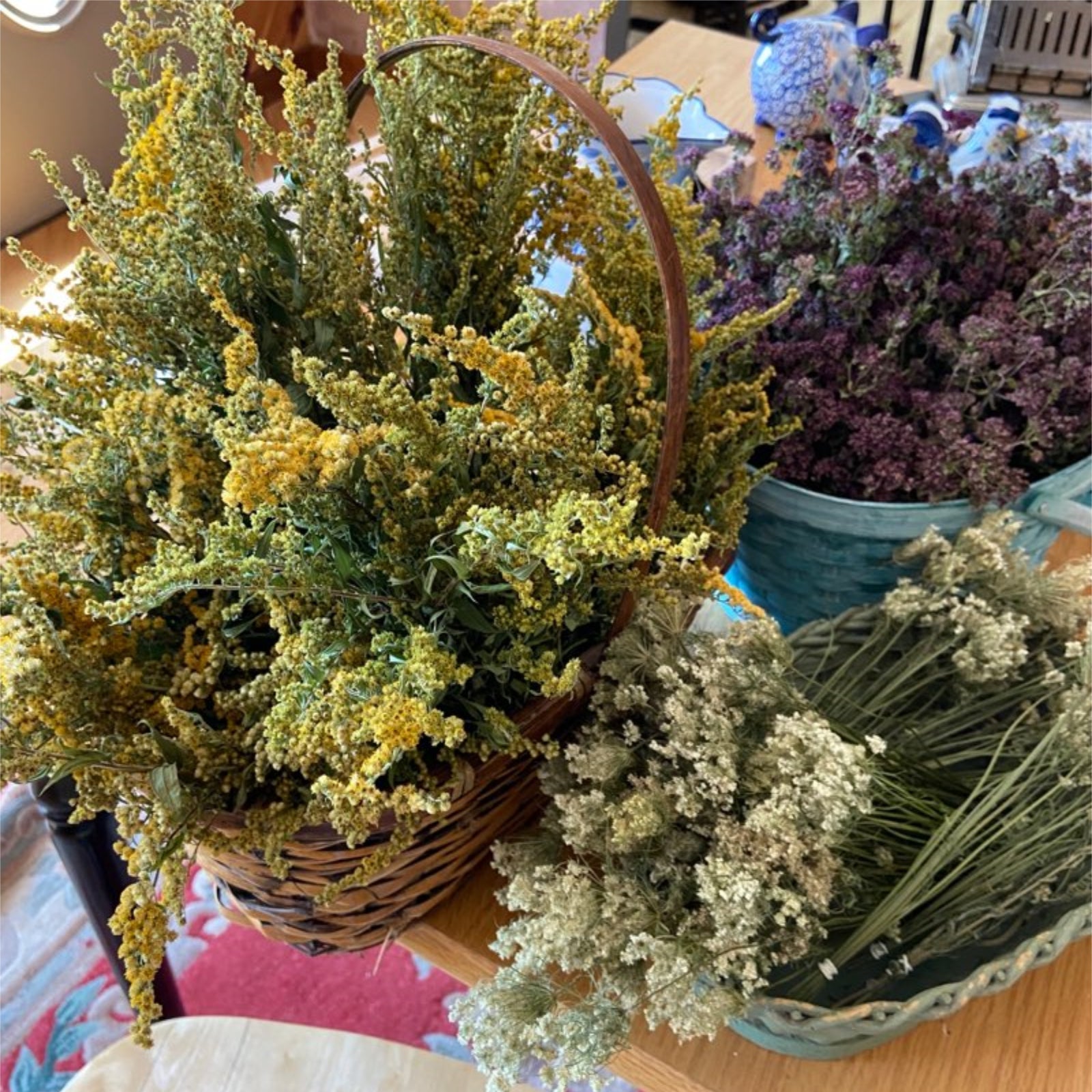 Queen Anne's Lace Part I: Folklore and Identification – Herbal Academy