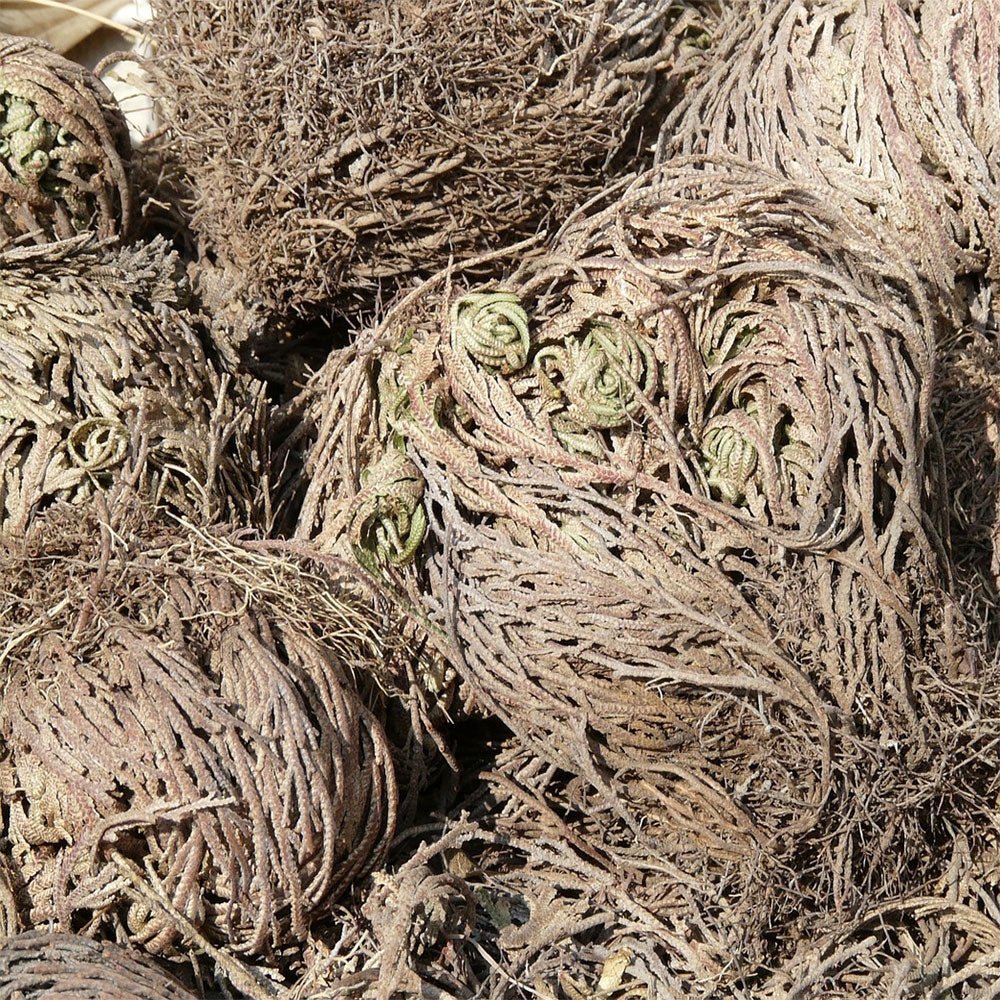 Rose of Jericho 🍃 🌪 The miraculous resurrection plant's secrets