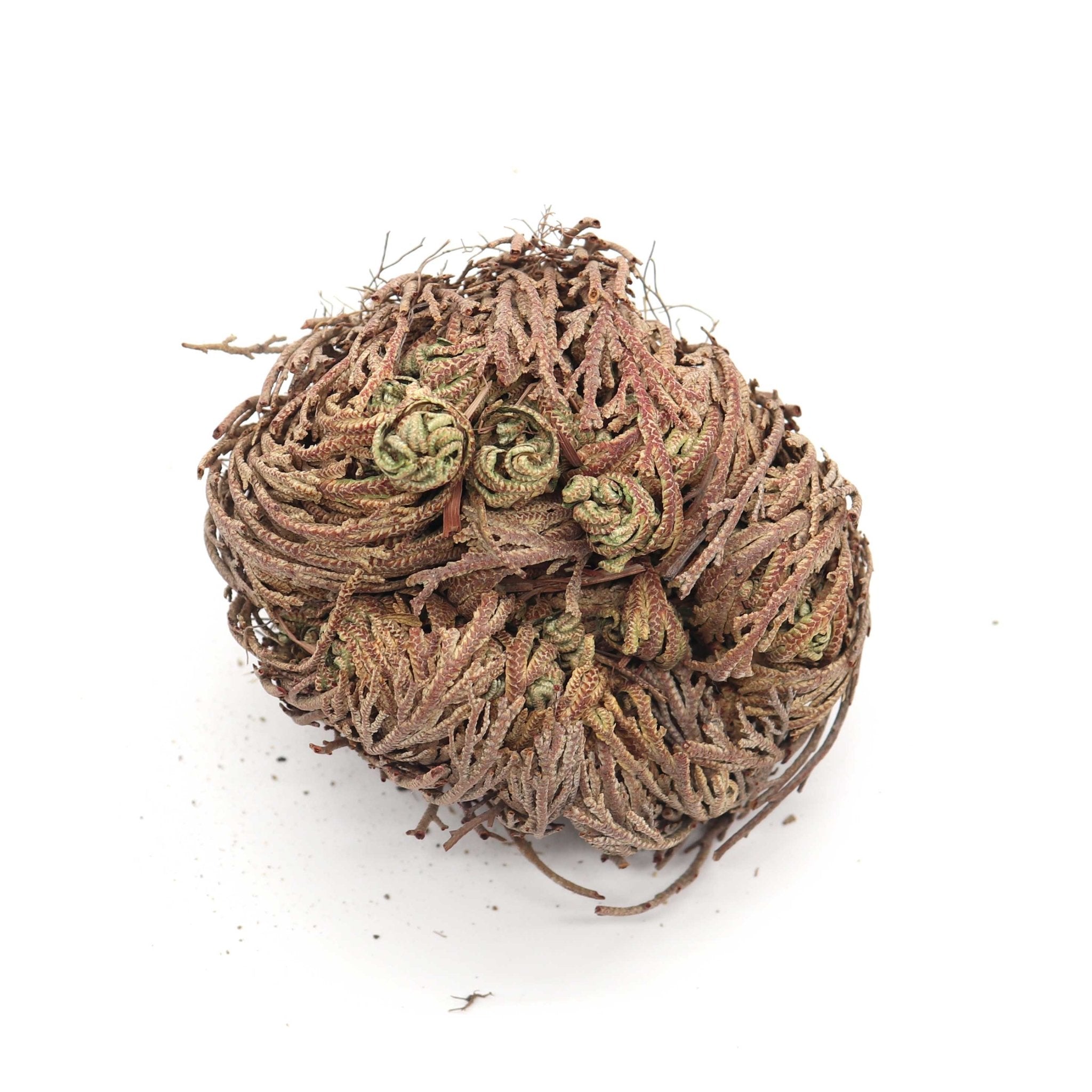Rose of Jericho - 13 Moons