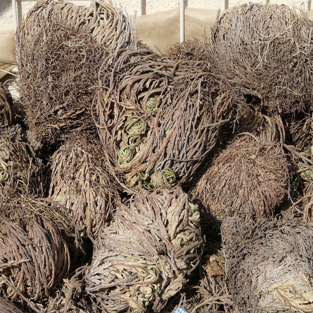 Small Jericho Flower - Rose of Jericho, Resurrection Flower Herbs & Spices  My Magic Place Shop