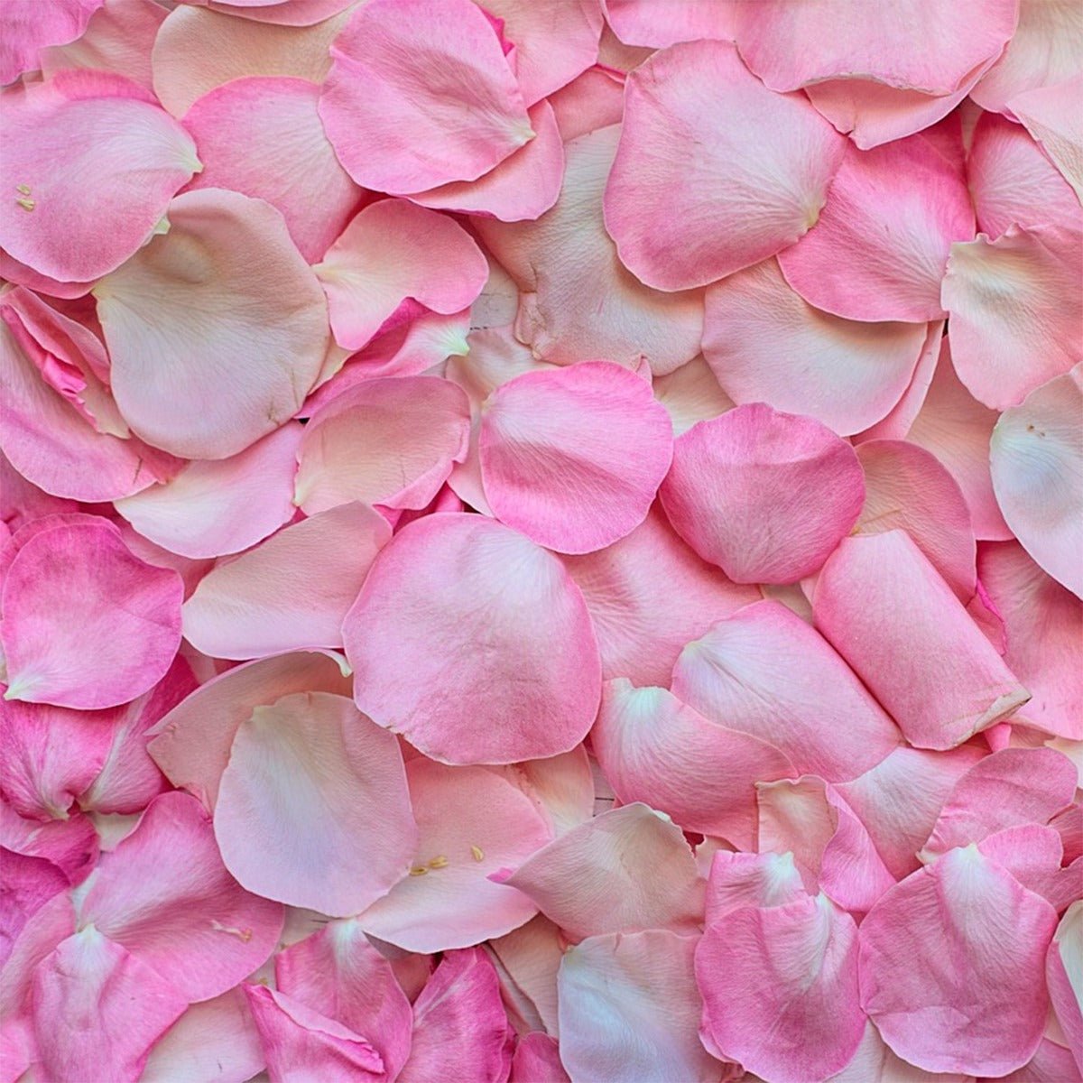 Rose Petals - Pink - 13 Moons