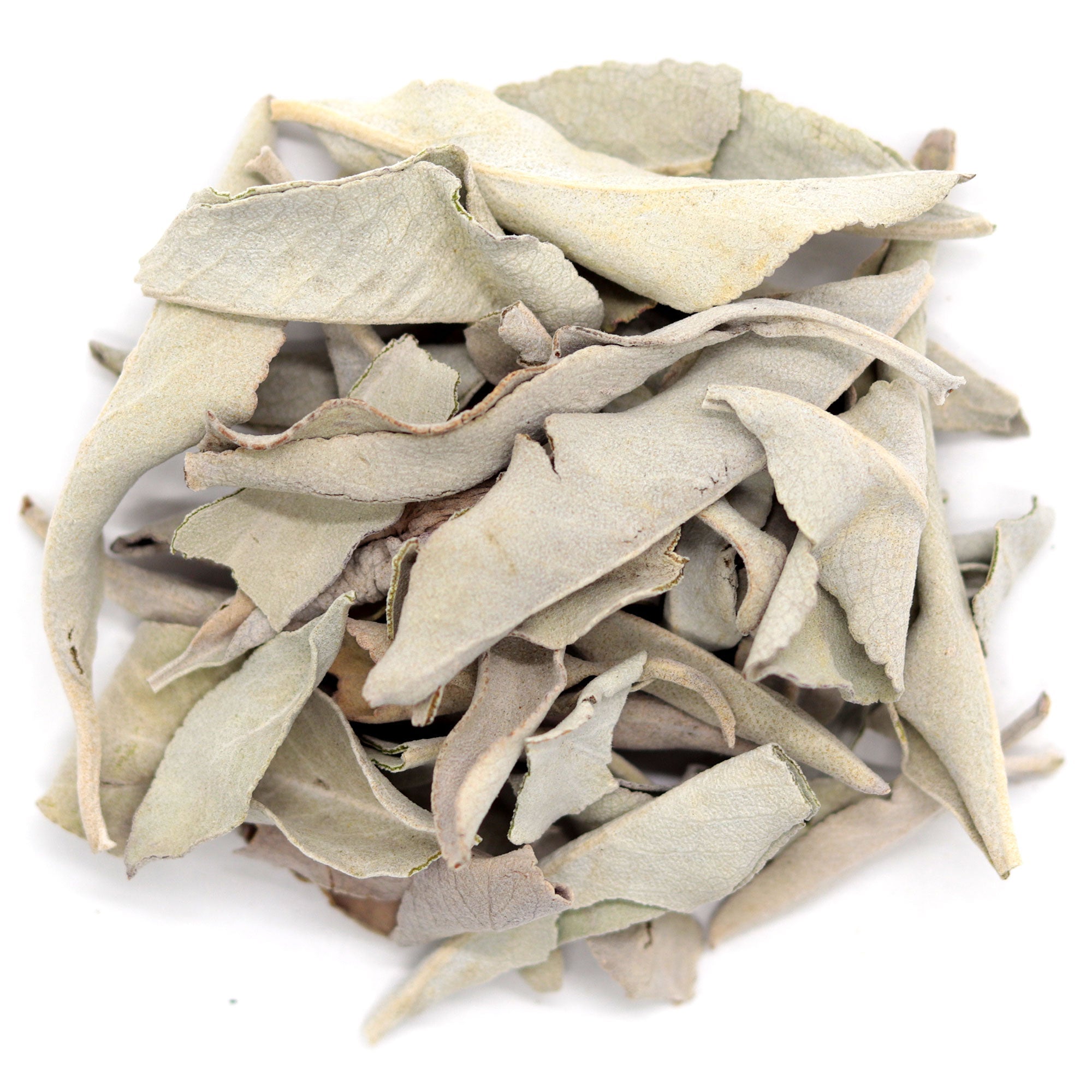 Sacred White Sage - Wildcrafted - 13 Moons