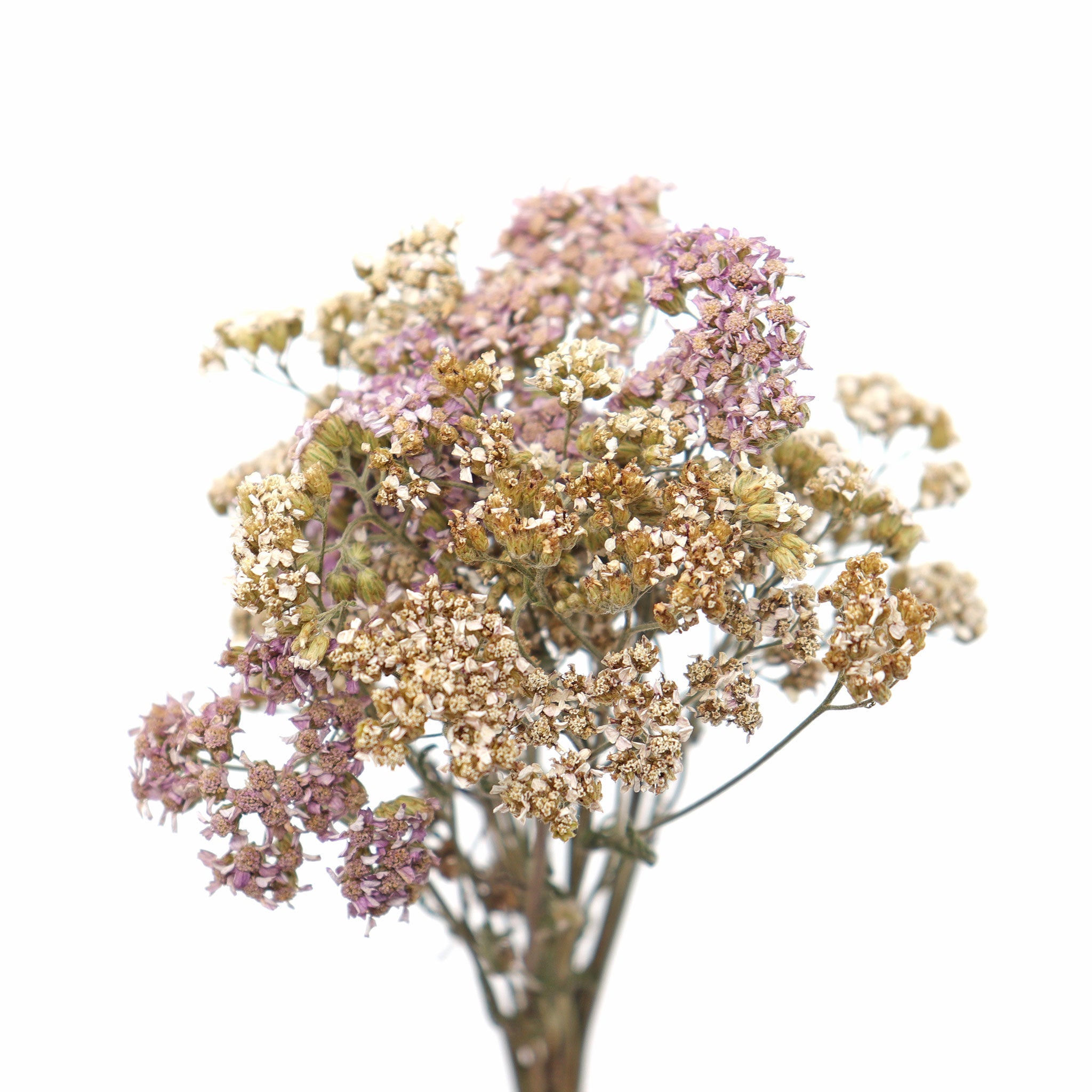 Yarrow, Purple and White Bundle - 13 Moons